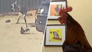 Man charged with animal cruelty after...
