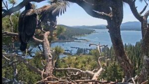 Big Bear eaglet Sunny flies the...