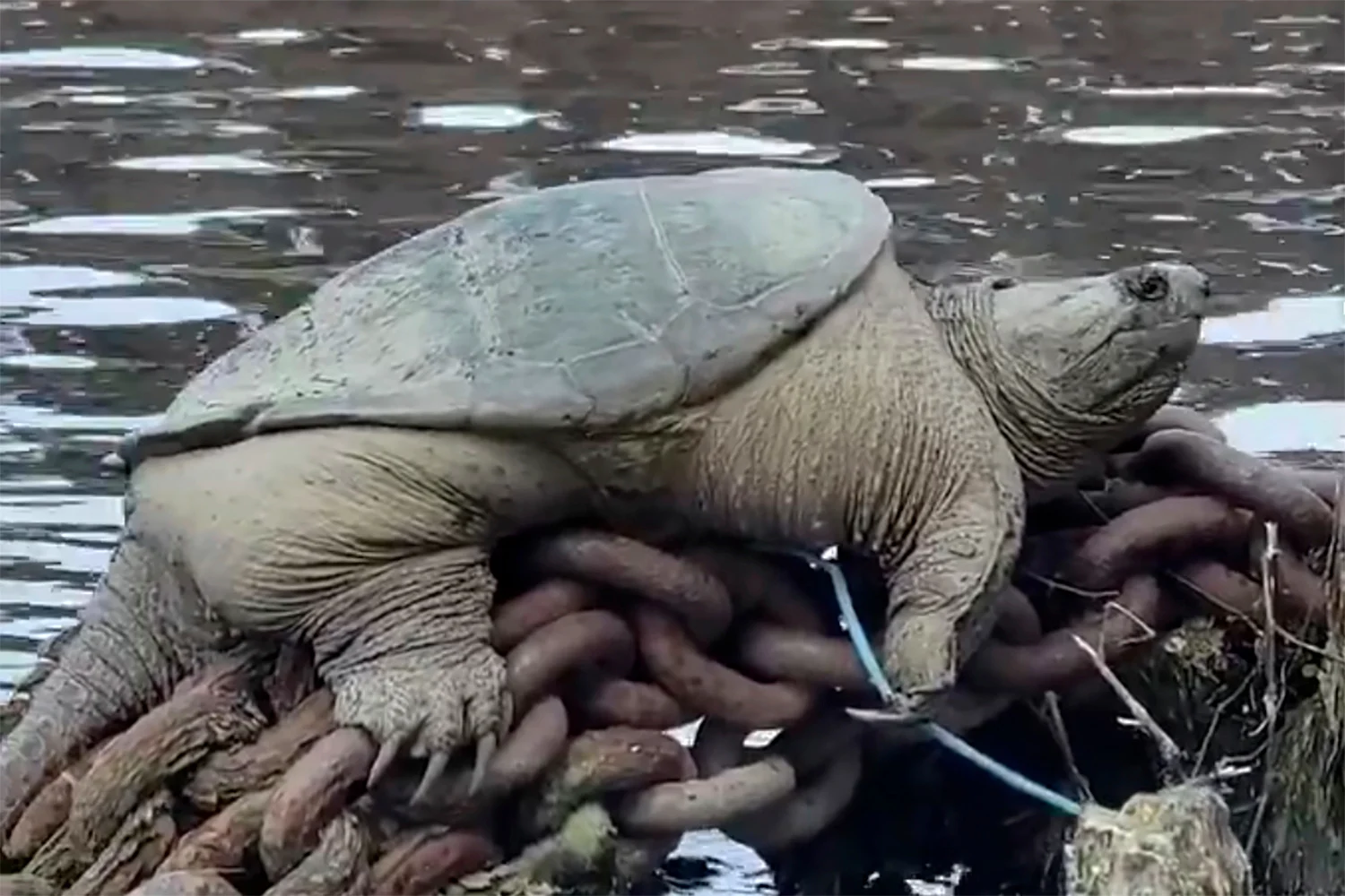 Chicago’s Beloved Snapping Turtle “Chonkosaurus” Returns...