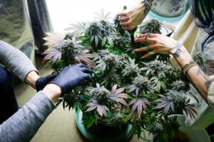 New study finds cannabis edibles raise...