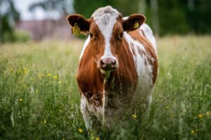Semi driver strikes, kills 10 cows...
