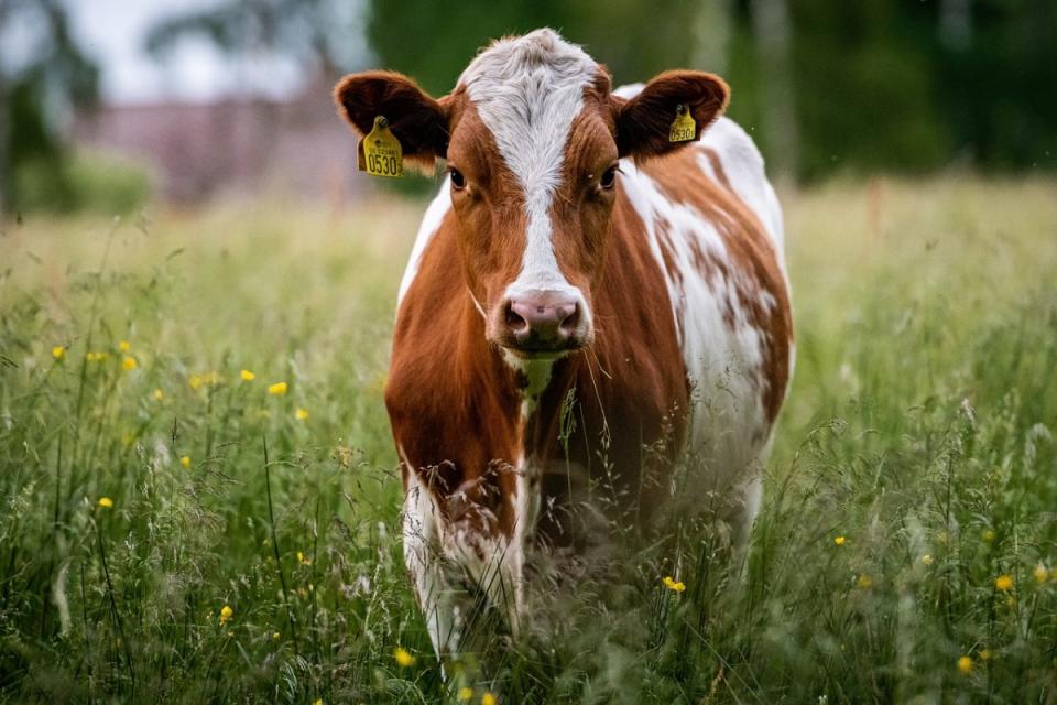 Semi driver strikes, kills 10 cows...