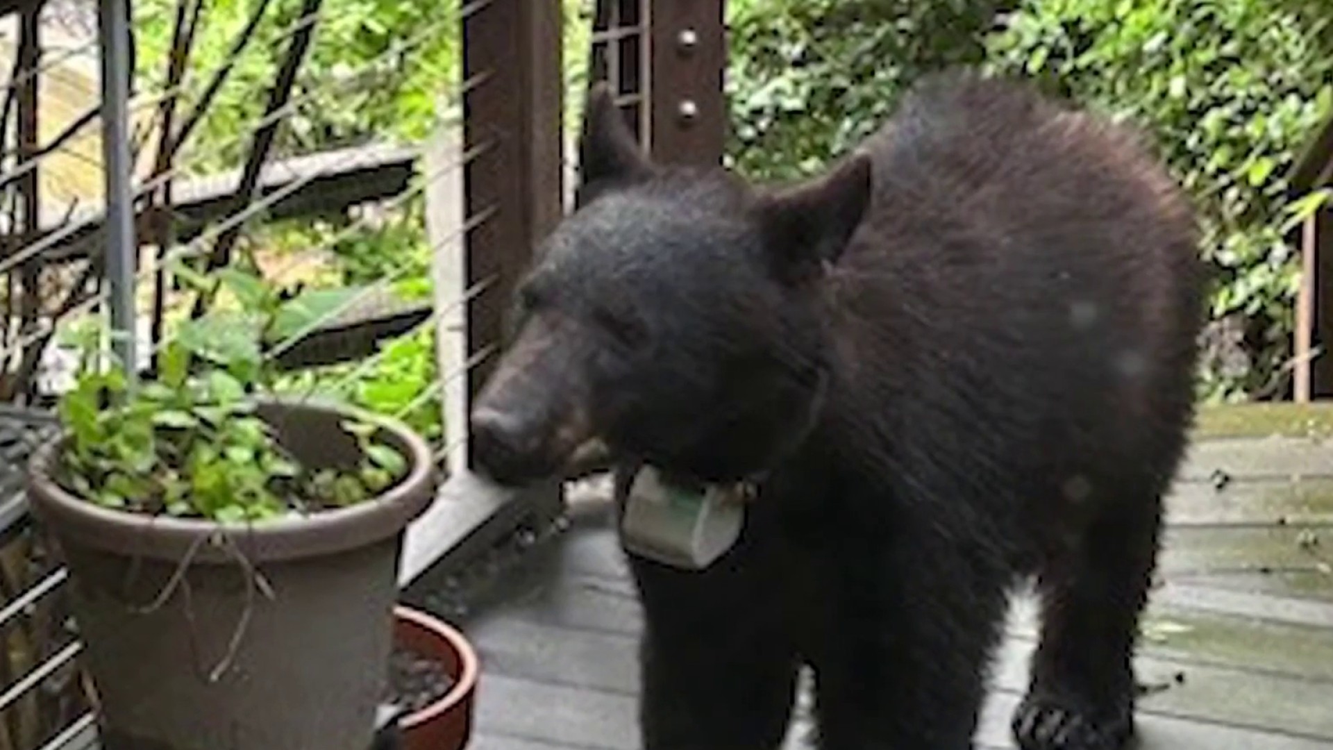 Black bear spotted in Bethesda, Maryland...