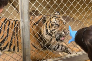 These zookeepers come face to face...