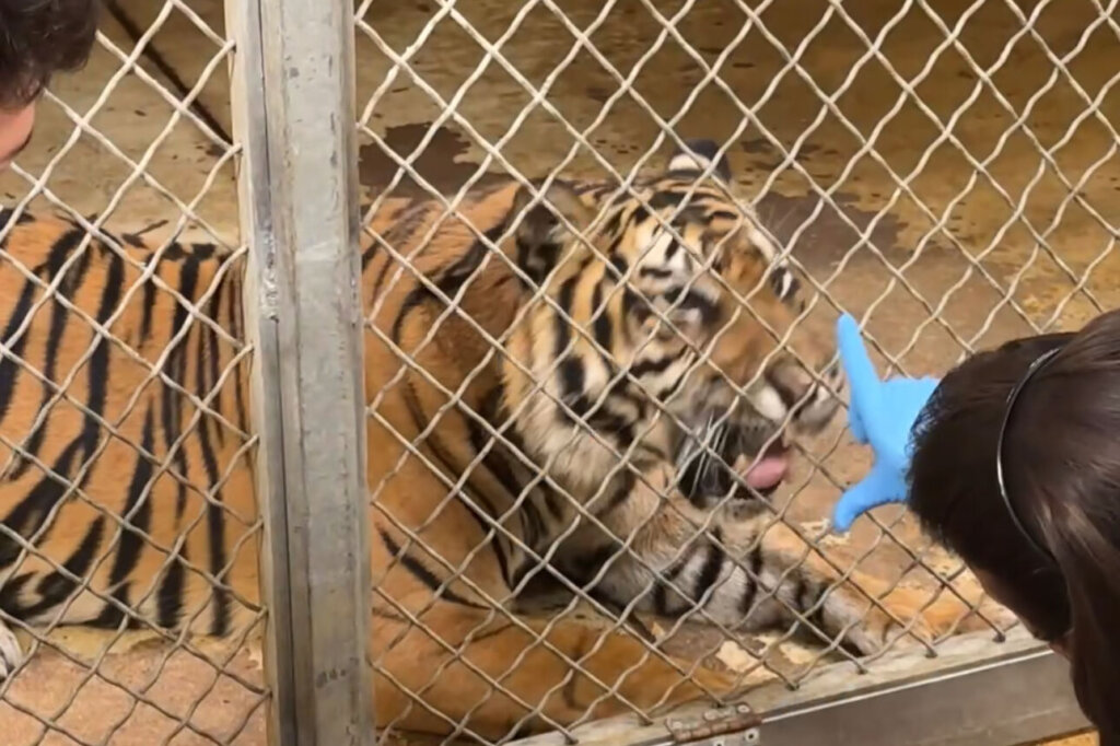 These zookeepers come face to face...