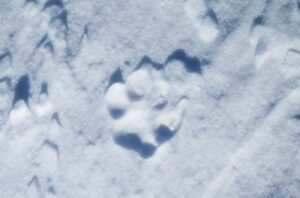 Another relocated Colorado wolf dies; federal...