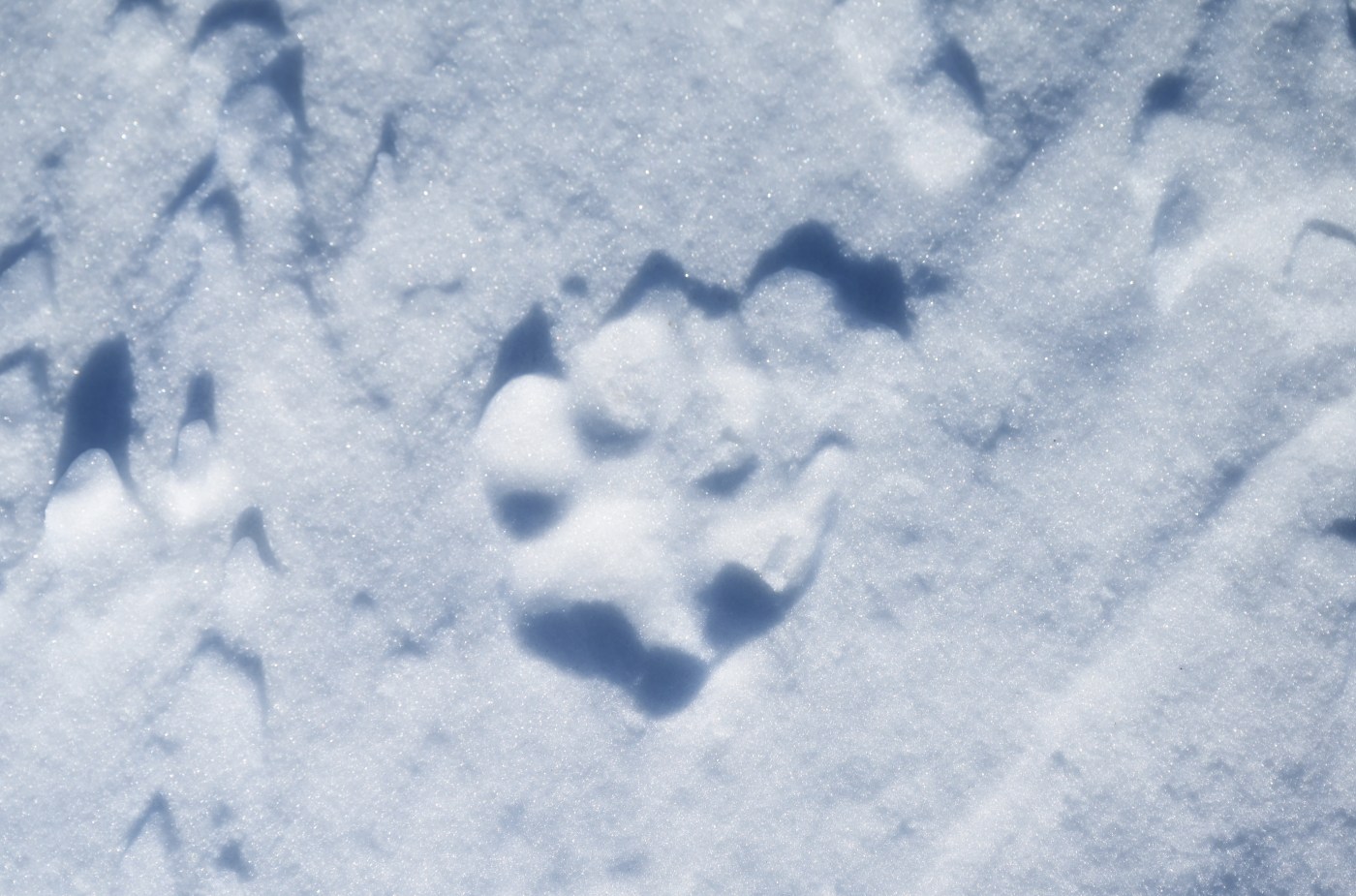 Another relocated Colorado wolf dies; federal...