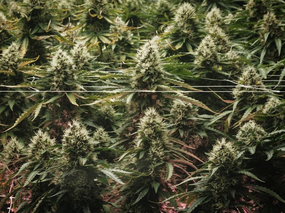 Cannabis, commonly known as marijuana, is displayed at the Great Smokey Cannabis Company's shop located on the Qualla Boundary, the homeland of the sovereign Eastern Band of Cherokee Indians (EBCI), in Cherokee, North Carolina, on November 2, 2024.