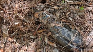 Florida bobcat bites the head off...