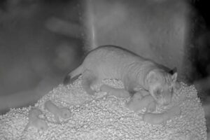 8 endangered black-footed ferrets born at...
