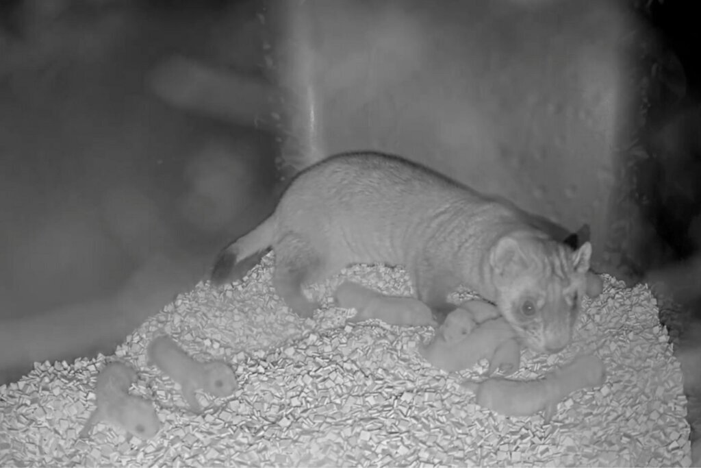 8 endangered black-footed ferrets born at...
