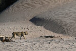 Lion kills businessman at luxury safari...