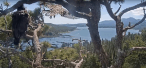 Big Bear eaglet takes flight from...