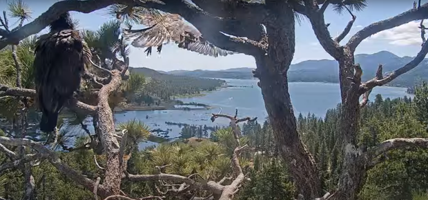 Big Bear eaglet takes flight from...