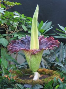 These plants smell like rotten meat...